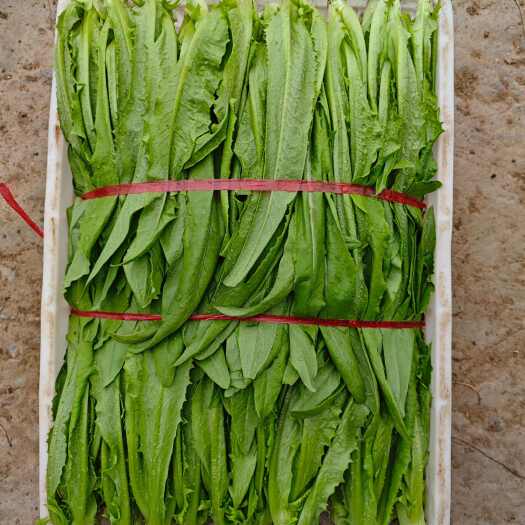 正定县油麦菜