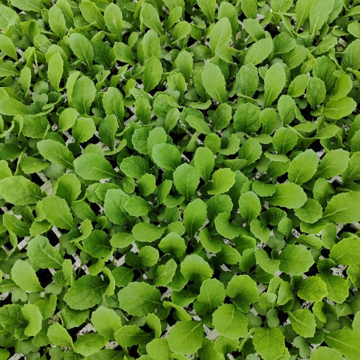 通海县大白菜苗