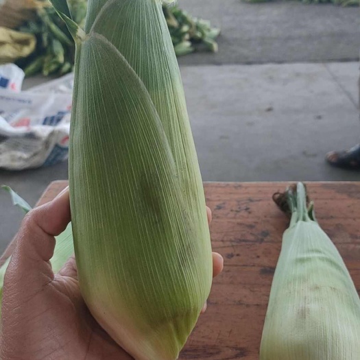 田东县广西的白甜糯玉米，棒棒哒！