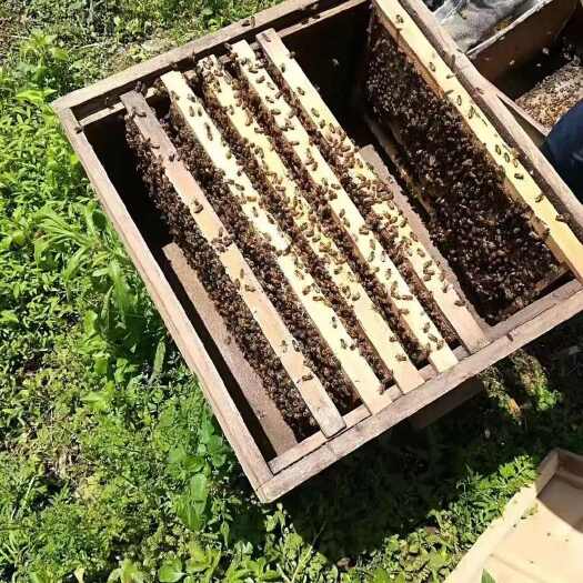 垫江营养滋补品 天然蜂蜜 农家蜂蜜 儿童孕妇可食用