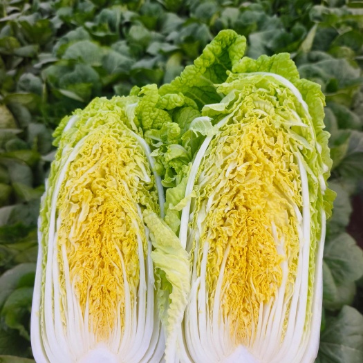 清丰县黄心娃娃菜