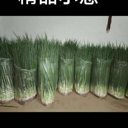 安丘市常年种植优质小香葱产地直发