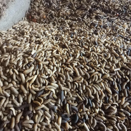 资阳黑水虻虫  蛋白虫 养鸡养鸭养鱼代替饲料