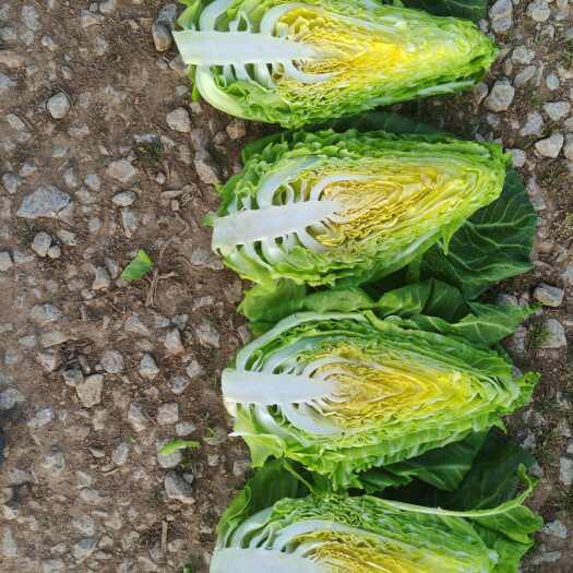 威宁县贵州威宁牛心甘蓝新鲜蔬菜包菜产地直发