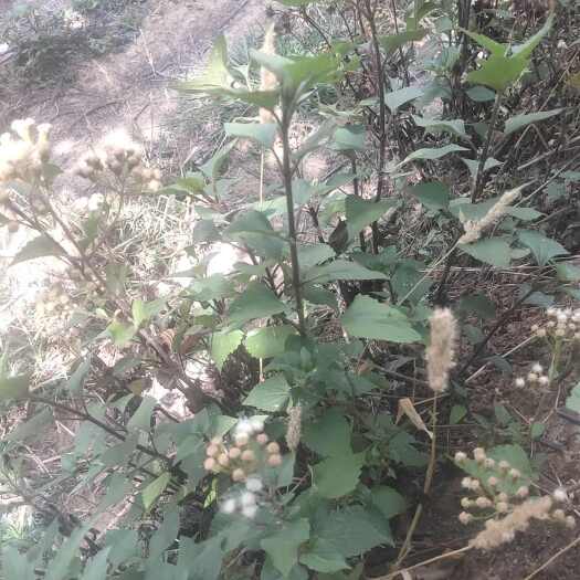 云南紫茎泽兰鲜干货100斤起发
