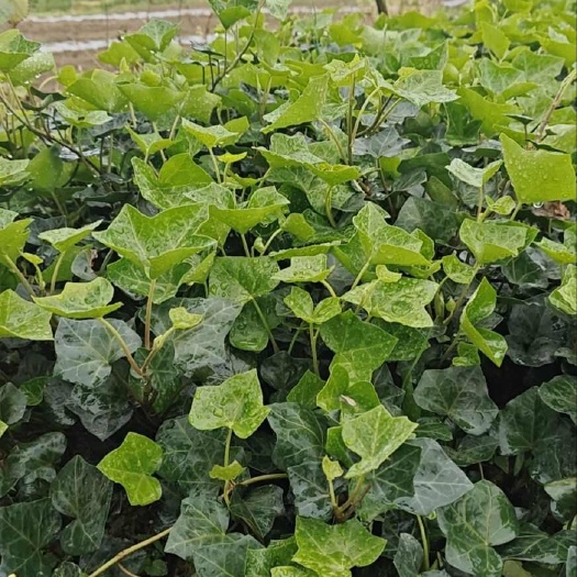 郴州常青藤  不落叶爬山虎 耐旱 耐旱 爬坡植物