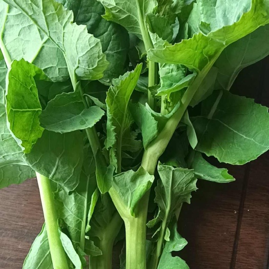 神农架板蓝根油菜苔