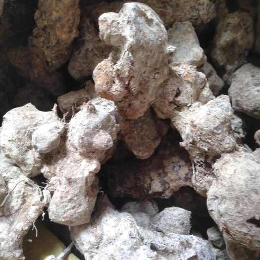 白肉粉质土茯苓鲜货