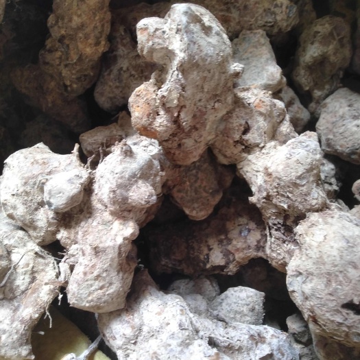 麻阳县白肉粉质土茯苓鲜货
