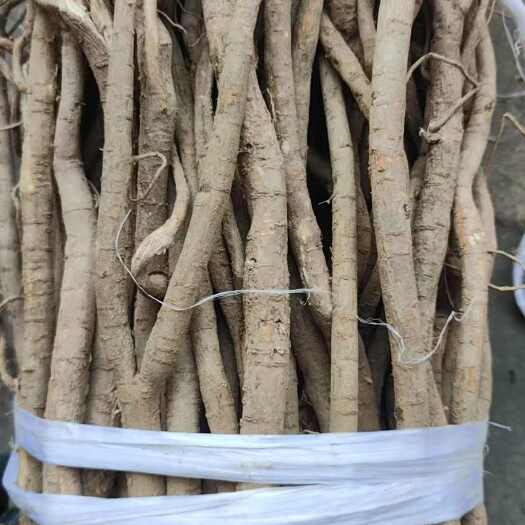 小叶红皮千斤拔优质干货一条根老鼠尾中药材根茎类干货