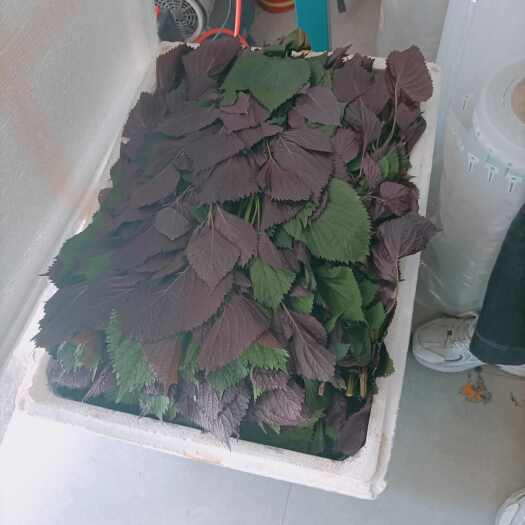 南宁新鲜紫苏叶