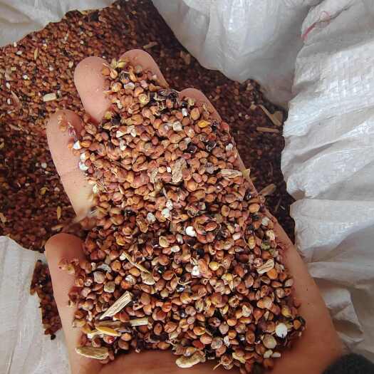 资阳高粱壳 自家种的 剩下的残次品