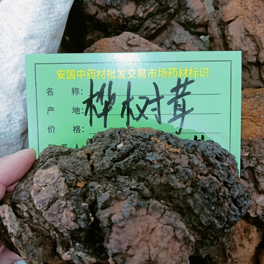 安国市桦树茸