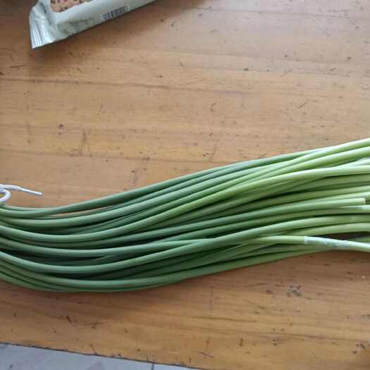 大名县大蒜蒜苔