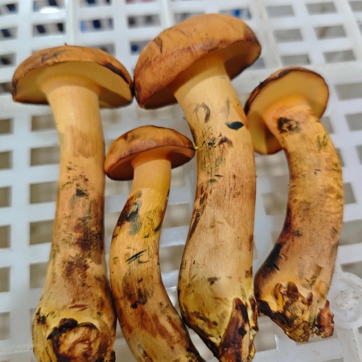昆明见手青