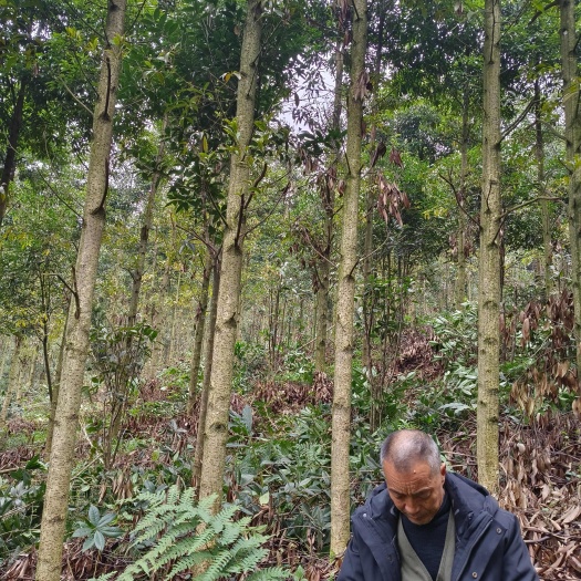 芦山县金丝楠木