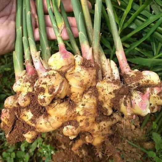 巫溪新鲜红芽嫩姜现挖食用姜健康绿色蔬菜当季批发