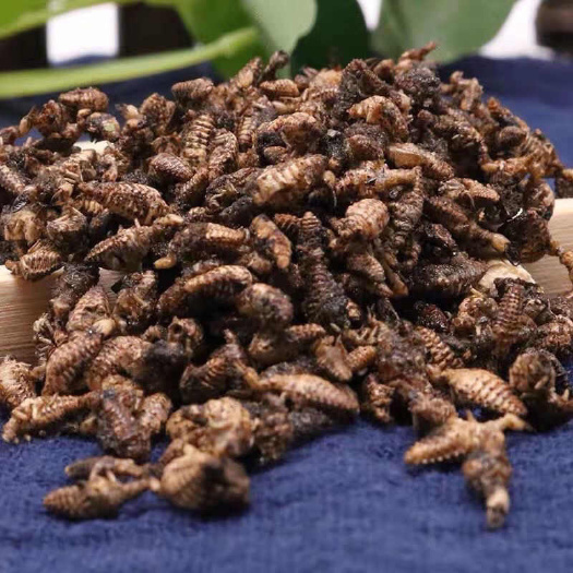 贞丰县金沙牛贵州中药材金砂牛虫蚁狮地牯牛倒退虫