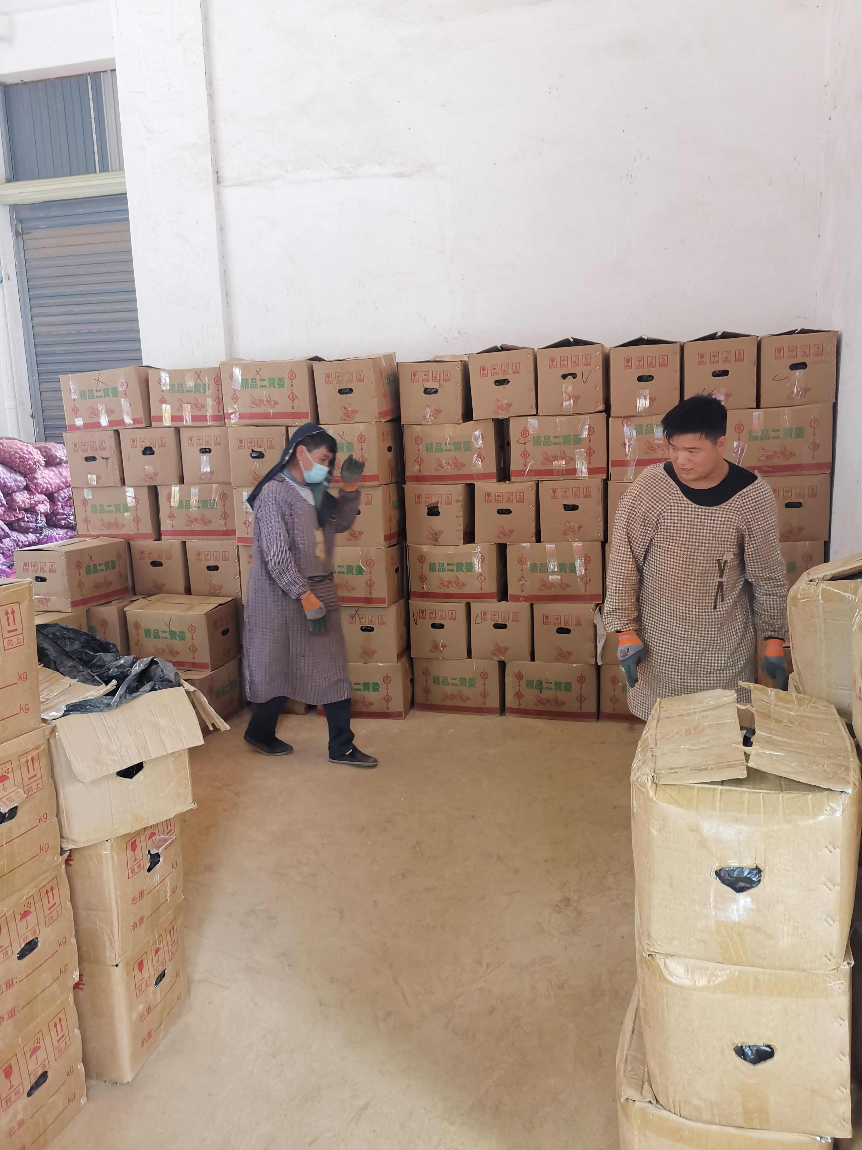 云南罗平窖姜 可代收 场地直发 品种多 质量好