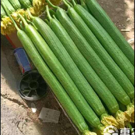 宣城鲜花丝瓜