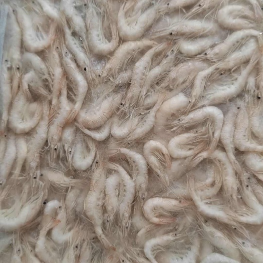 秀丽白虾批发，零售
