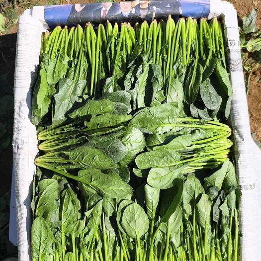 内蒙兴和菠菜大量上市   大量供货 山东工人打箱  质量保证