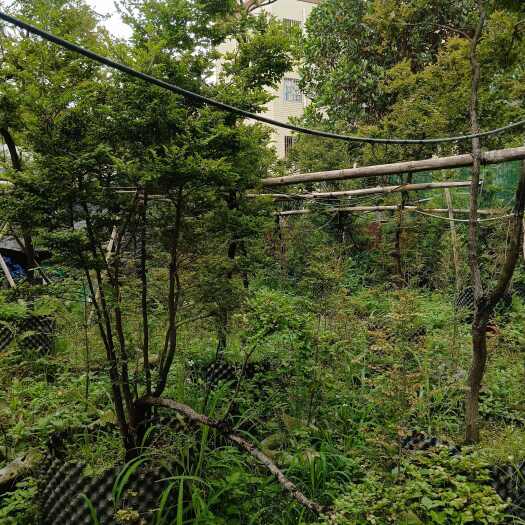 佛山小叶紫檀盆栽 细叶紫檀—珍品