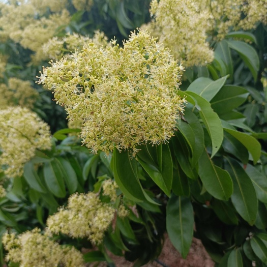 全州县荔枝蜜