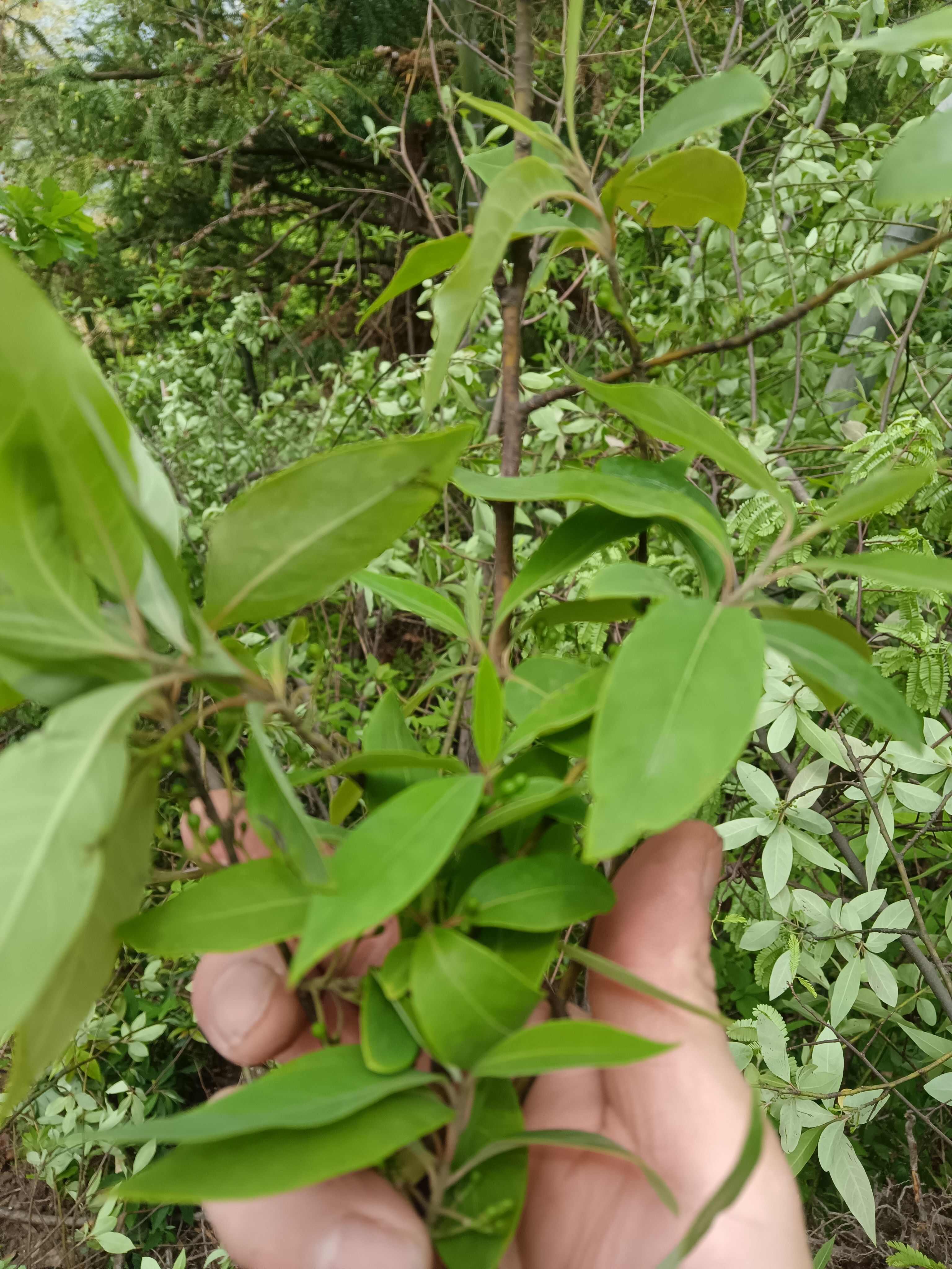 木姜子根块香料