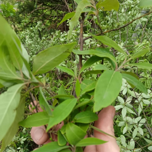 木姜子根块香料
