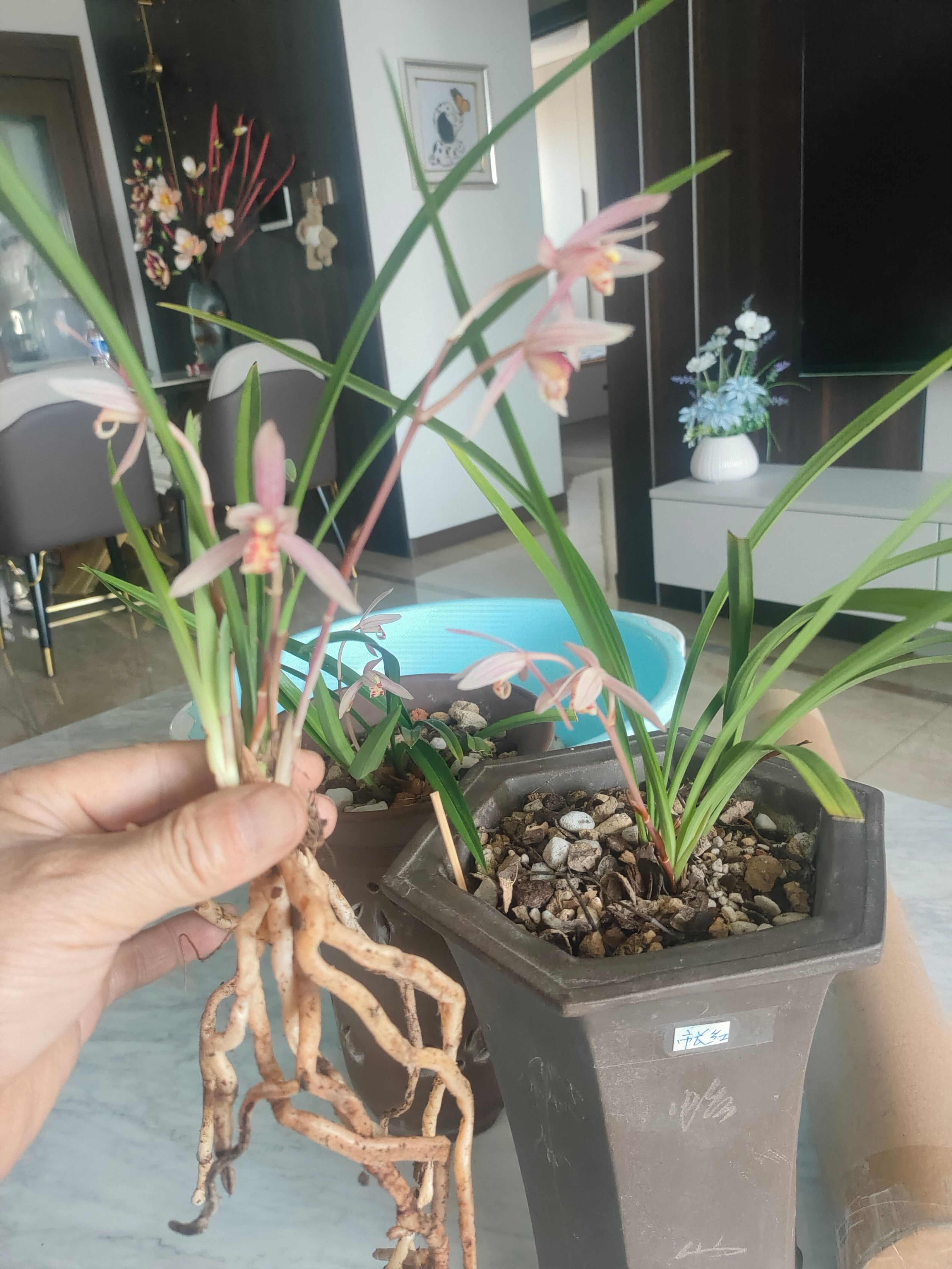兰花:建兰市长红，正在开花，有香味的品种，三苗。