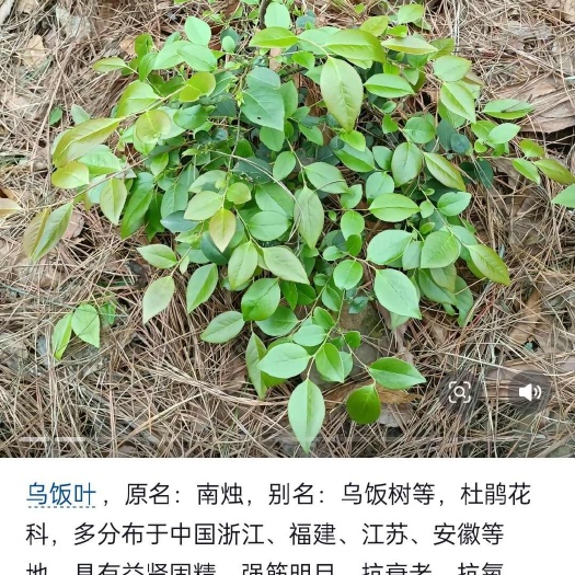 南烛叶