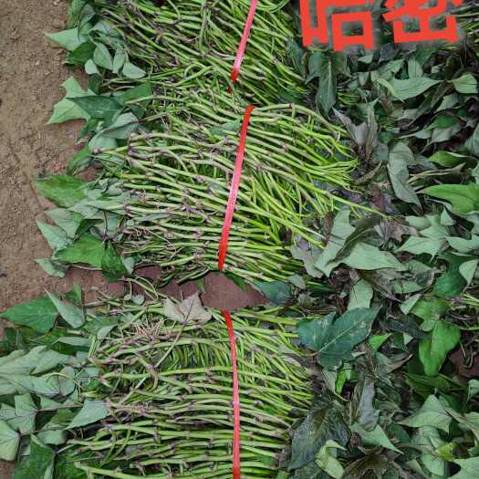 尉氏县商薯十九，西瓜红，哈密脱毒种苗