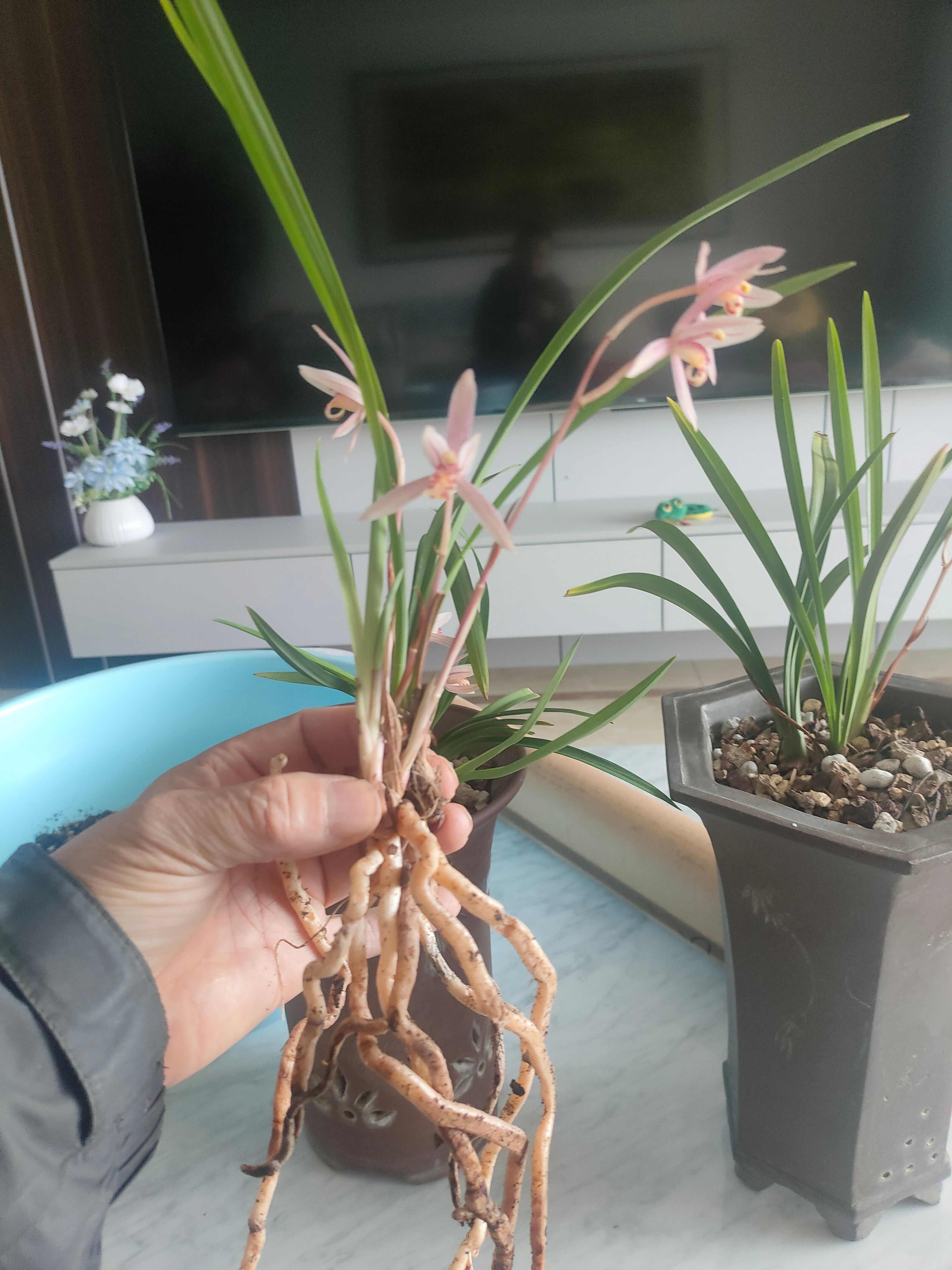 兰花:建兰市长红，正在开花，有香味的品种，三苗。
