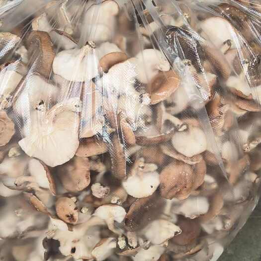 遵义马桑菌，量大优先