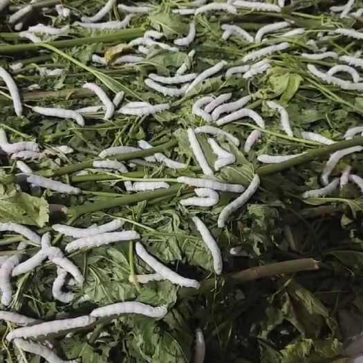 洱源县蚕