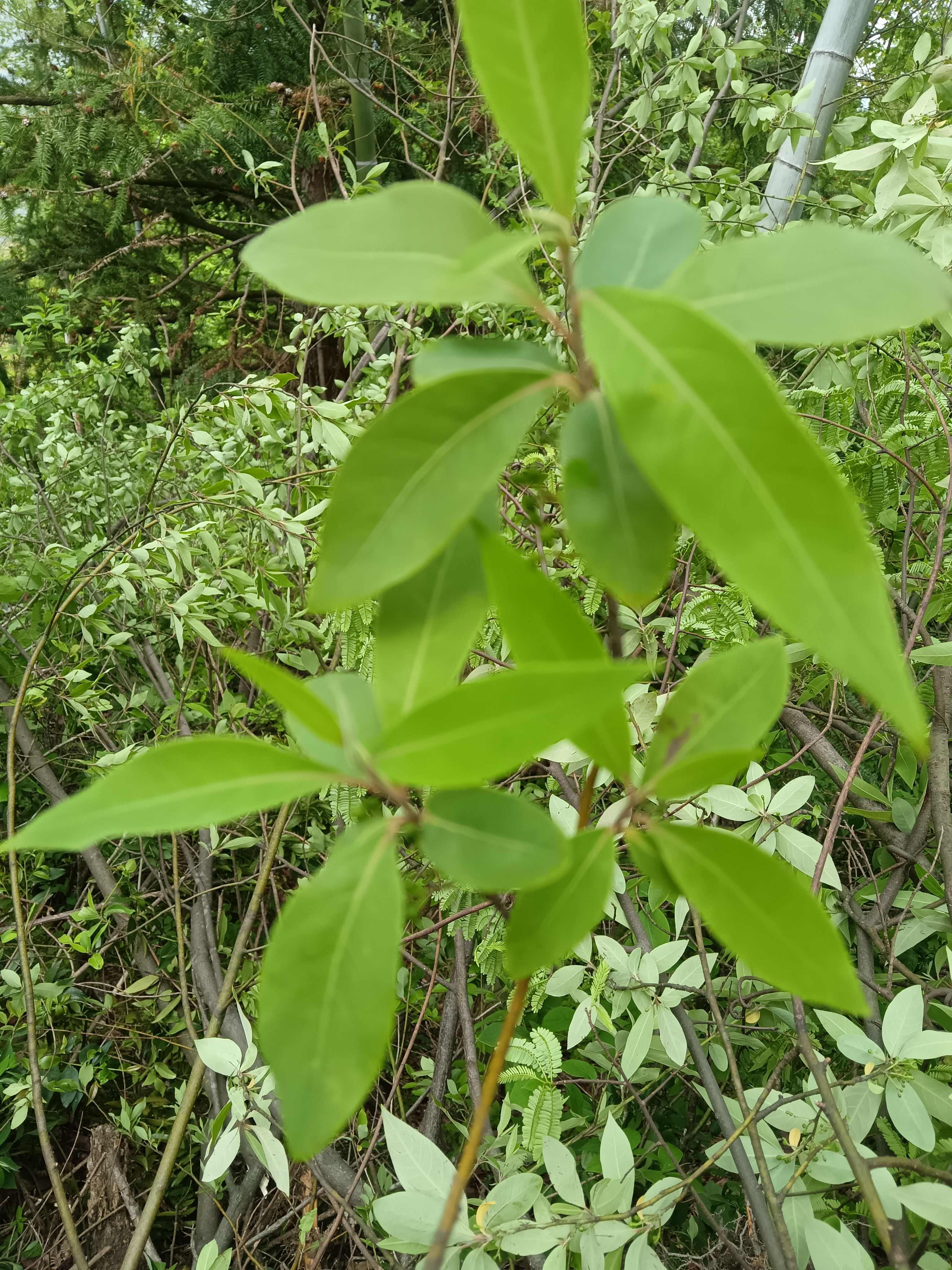 木姜子根块香料