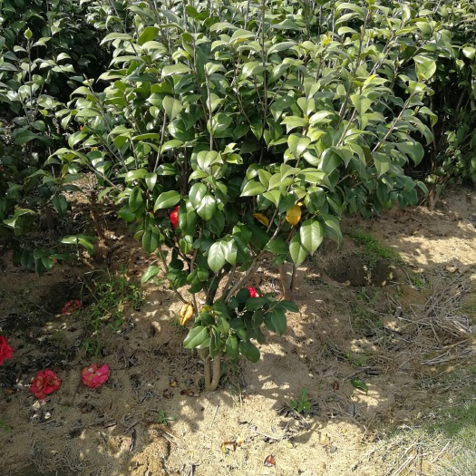 基地直销 山茶花 茶梅  茶花球 营养杯苗长期大量供应
