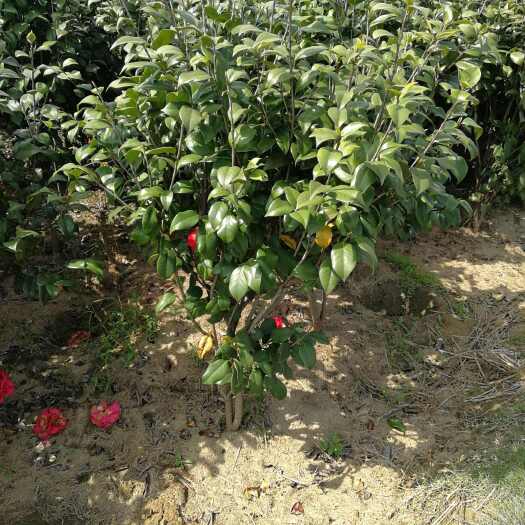 郴州基地直销 山茶花 茶梅  茶花球 营养杯苗长期大量供应