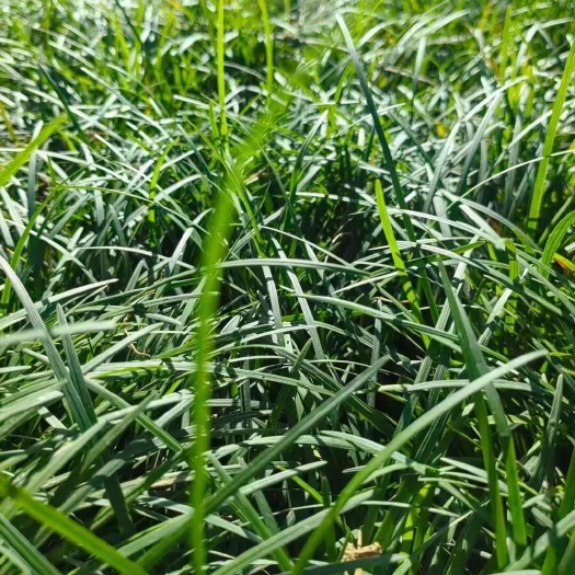 湖南郴州 细叶麦冬草 小叶麦冬草 沿阶草 基地直销