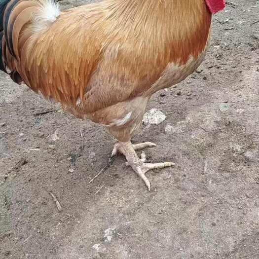 汕头老公鸡