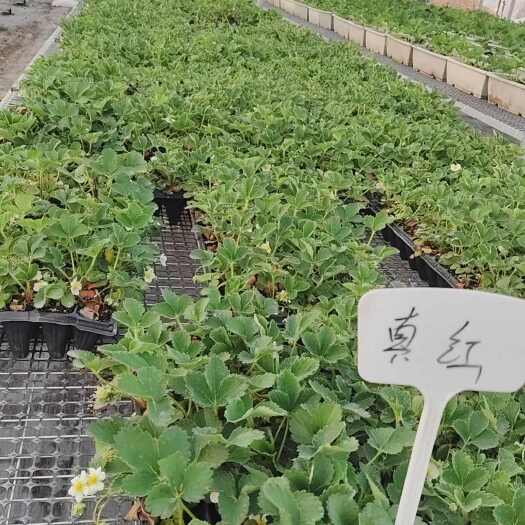 泰安真红美玲草莓种苗