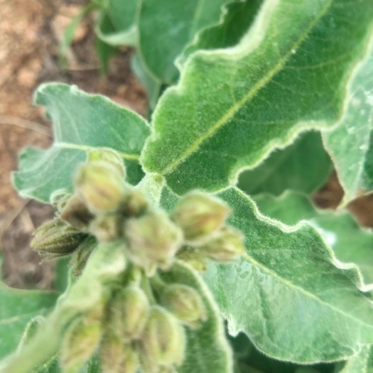 沂水县白薇