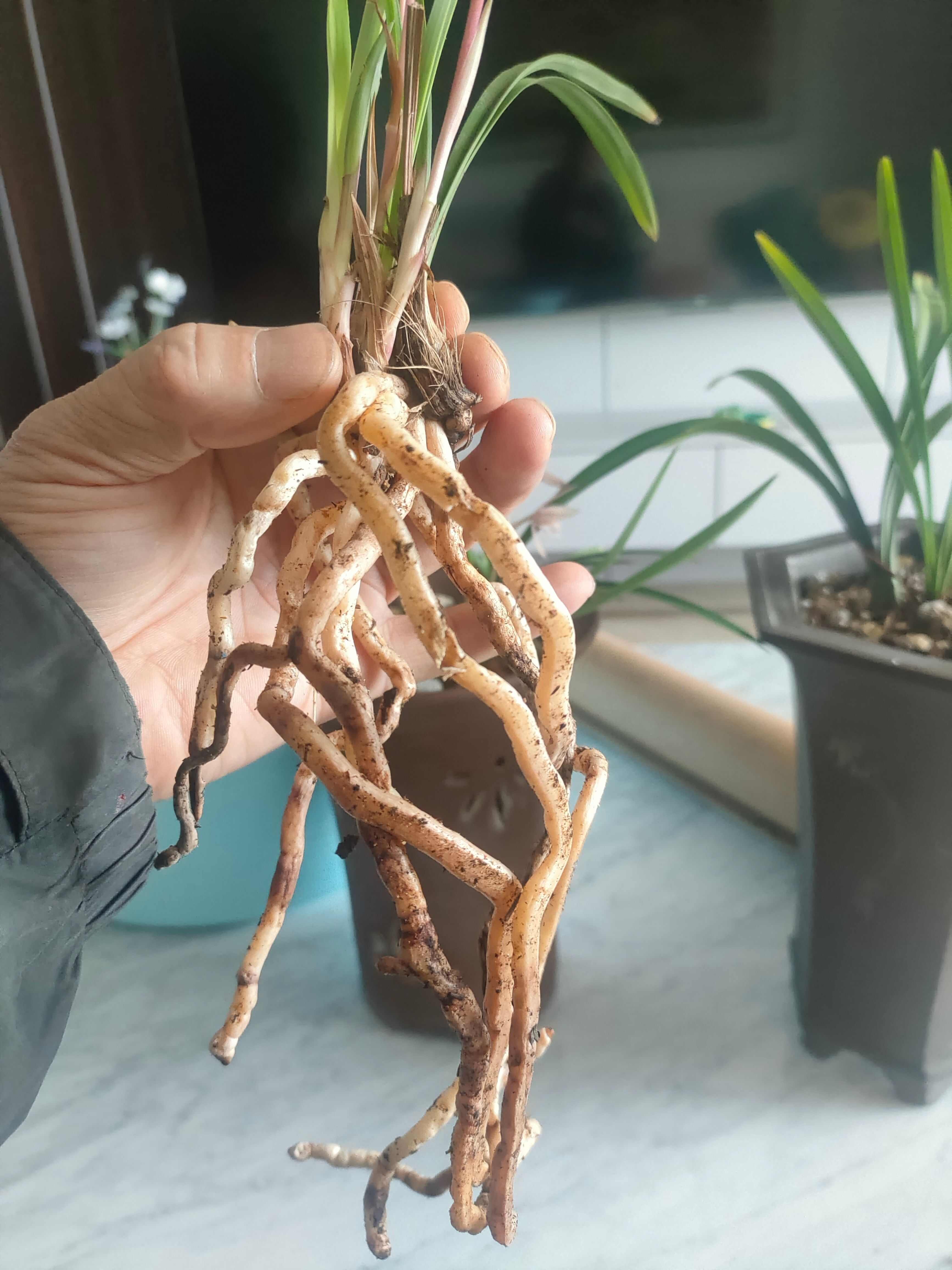 兰花:建兰市长红，正在开花，有香味的品种，三苗。