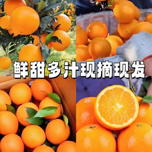 秭归县湖北伦晚脐橙个头大纯甜多汁产地万亩基地千万吨的货源价格稳定