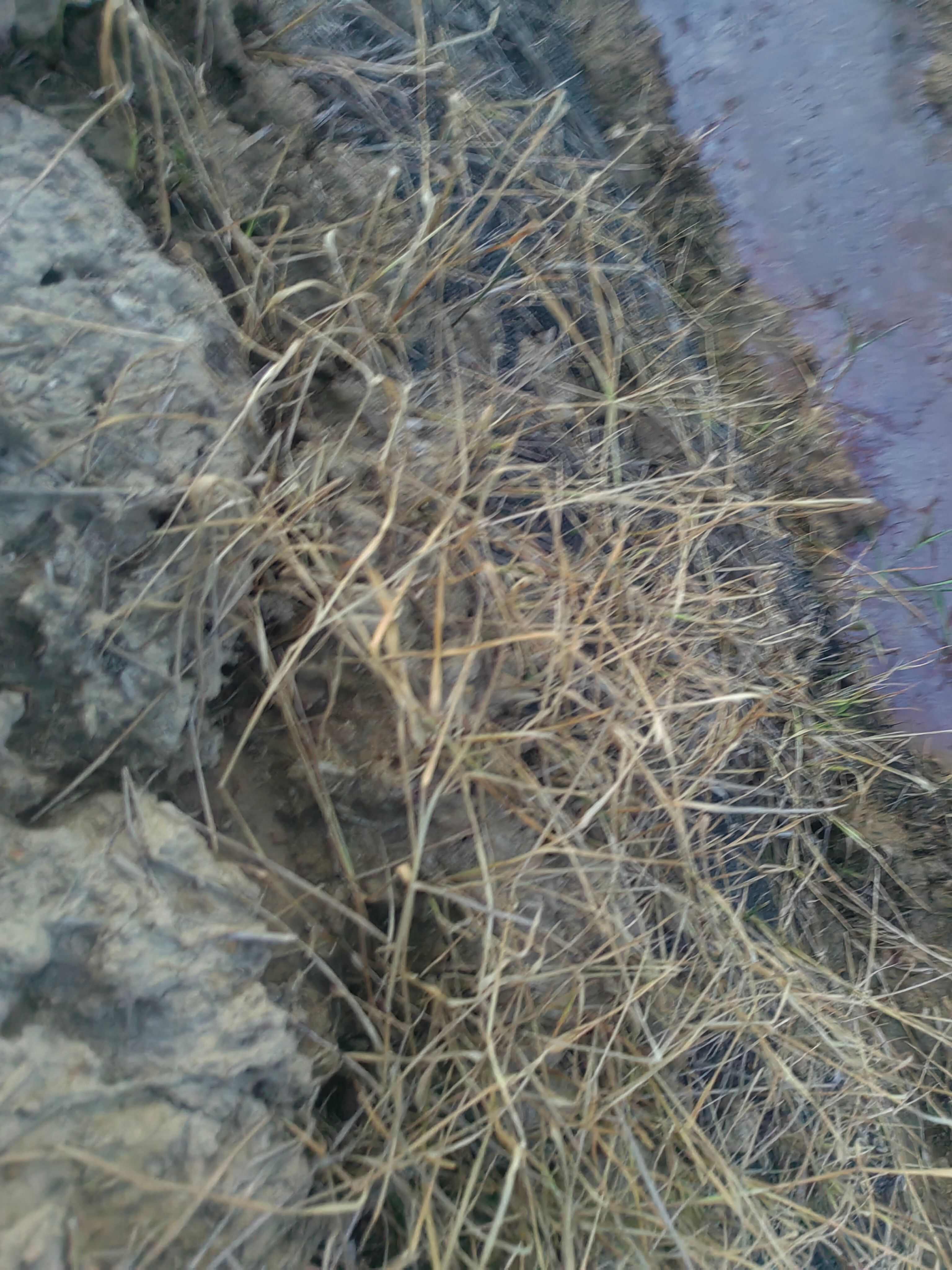 三江乙羧·高氟吡+风火龙+乙草胺游草小飞蓬水花生等杂草克星