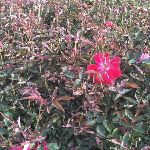 全国供货 月季花 丰花月季  玫瑰月季 营养杯苗 基地直销