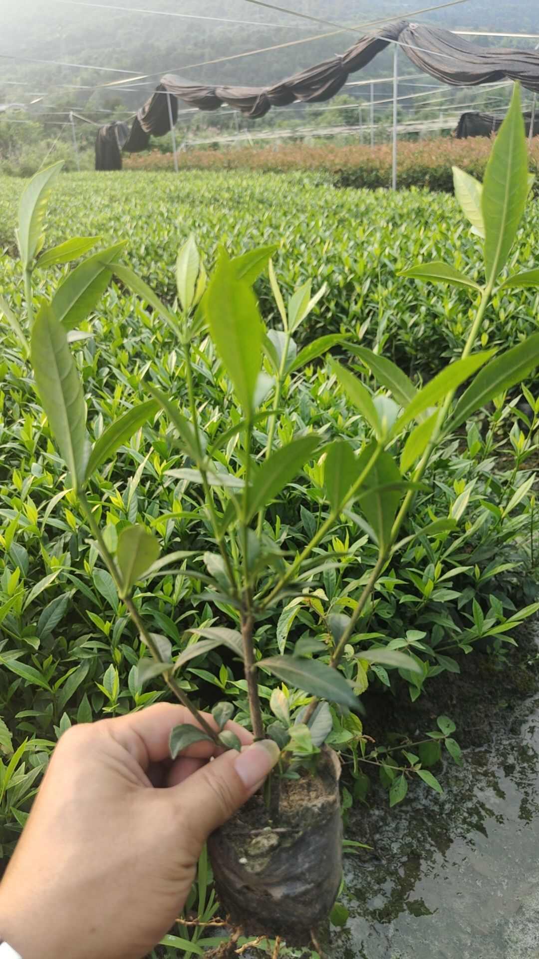 基地直销 小叶栀子花 大叶栀子花苗 营养杯苗