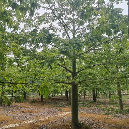 广西南宁供应优质大腹木棉苗木基地直发