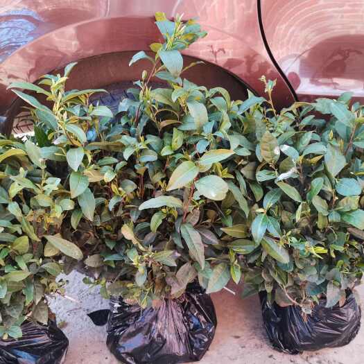 绿茶树苗 毛尖茶苗实生苗 北方名茶品种耐寒耐旱北方种植茶技术